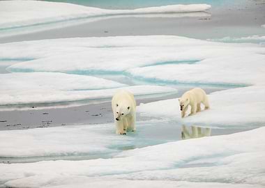 Polar bear and cub