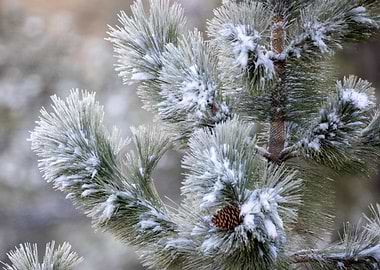 pine tree cold