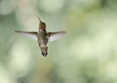 Hummingbird raising up