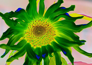 Green sunflower