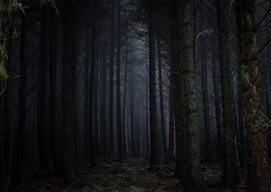 Dark Forest