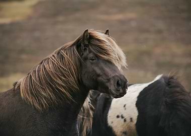 Wild horses