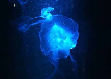 Jellyfish Animal