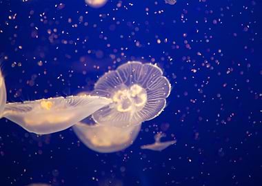 Jellyfish Animal