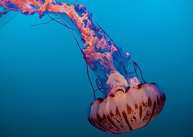 Jellyfish Animal