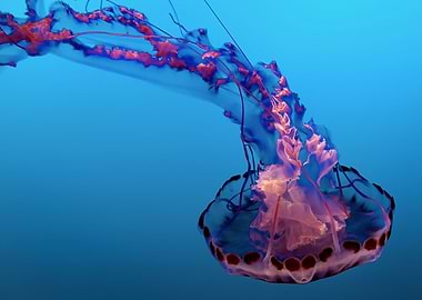 Jellyfish Animal