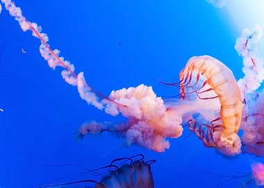Jellyfish Animal