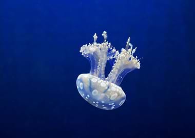 Jellyfish Animal