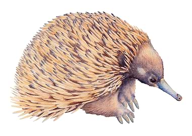 Aaustralian Echidna