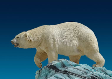 wild polar bear