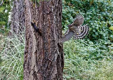 Hawk Hunting Squirrel
