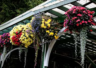 A line of hanging flowers