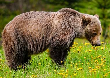 bear wildlife
