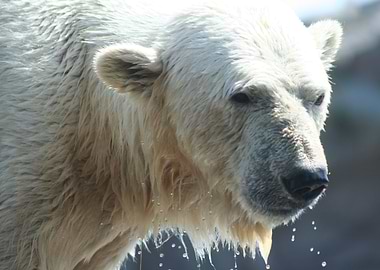 wild polar bear