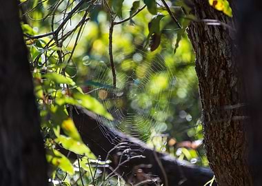 Spiders Web Between Trees