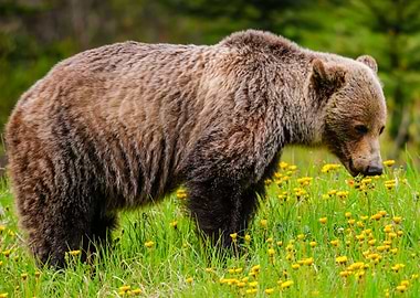 bear wildlife