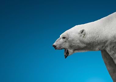 wild polar bear