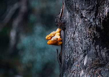 Orange Fungus On The River