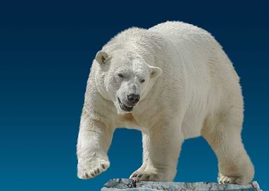 wild polar bear