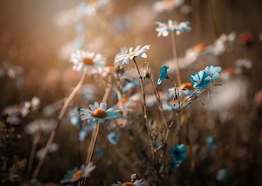 Summer meadow with flowers