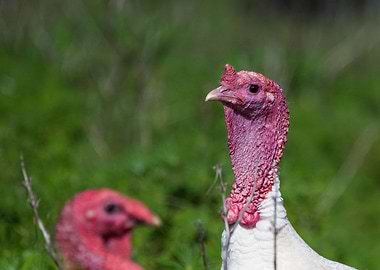 Male Turkey In The Lupins