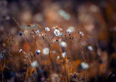 Summer meadow with flowers