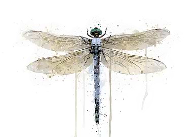 Dragonfly Powder Blue