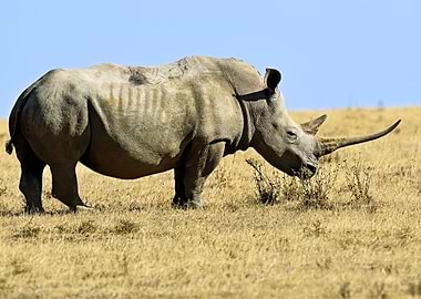 Rhino Animal Cute