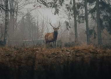 gray forest deer