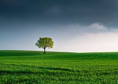 Lone Tree