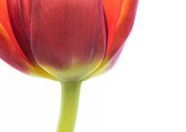 flower tulip