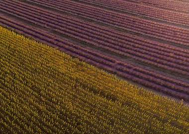 Perfection in Provence