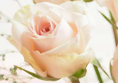 soft pink rose