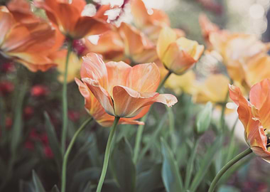 tulip flowers garden