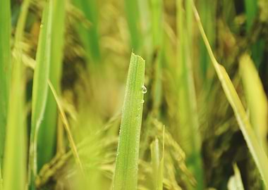 Cultivation of paddy