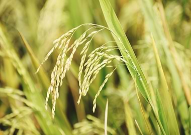 Cultivation of paddy