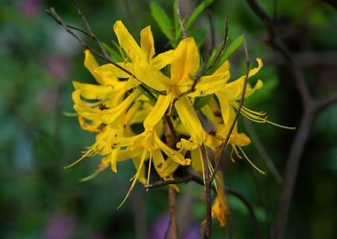Rhododendron Luteum Sweet