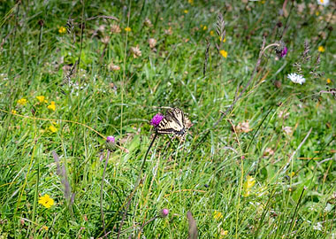 As free as a Butterfly