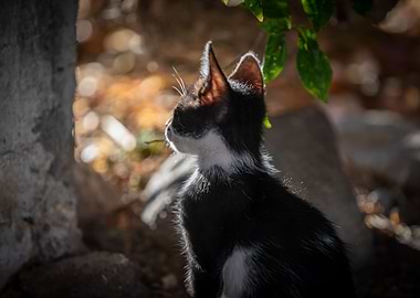 Kitten, pet, green eyes