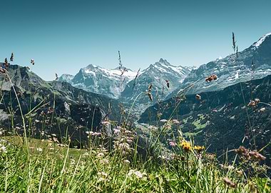 Wild Flowers of the Alps
