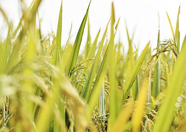Cultivation of paddy