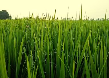 Cultivation of paddy