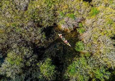 Amazing mangroves scenery