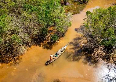 Amazing mangroves scenery