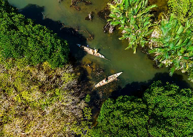 Amazing mangroves scenery