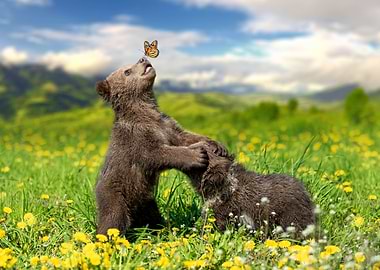 Bear cub with butterfly