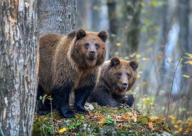 Two brown bears