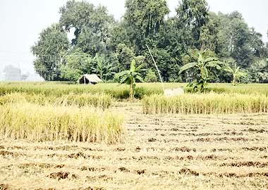 Cultivation of paddy