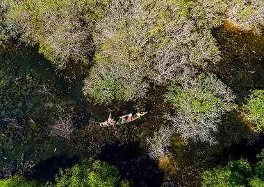 Amid the mangroves lagoon