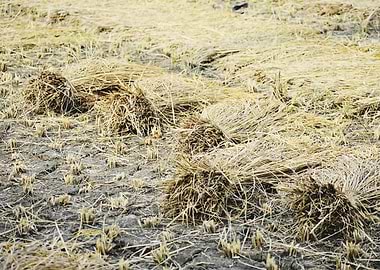 Cultivation of paddy